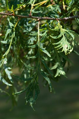 Quercus robur 'Pectinatum' - dub letní - list